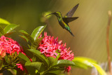 Colibri