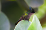 Colibri hupp
