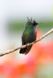 Colibri hupp