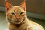 Garfield.80b - Oct 9 2006.jpg