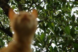 Garfield.56 - Oct 9 2006.JPG