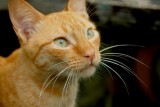 Garfield.92b - Oct 14 2006.jpg