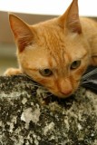 Garfield.98b - Nov 3 2006.jpg