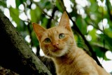 Garfield.110b - Nov 5 2006.jpg