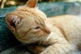 Garfield.146b - Mar 10 2007.JPG