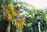 DSC09738-b.JPG