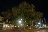 Liberty Tree, night