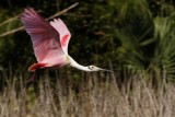 Roseate spoonbill