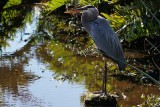 Great blue heron in strong backlight