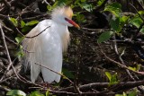 Cattle egret