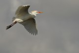 Cattle egret flying in full mating colors