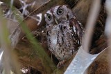 Eastern screech owl with the eyes