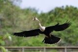 Female anhinga landing