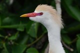 Closeup with a cattle egret