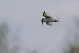 Least tern getting ready to dive