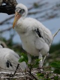 Wood stork chick