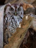 Eastern screech owl on lookout