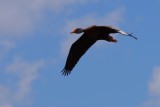 Black-bellied whistling duck in flight