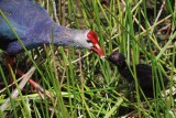 Closer with purple swamphen mom and chick