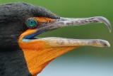 Cormorant closeup eye details