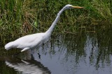 Great egret fishing