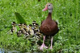 Black bellied whistling duck family on alert