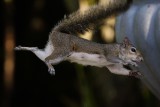Squirrel jumping away from an attack