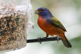 Painted bunting on the feeder