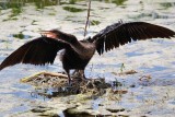 Anhinga drying off