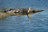 Big gator resting on the shore