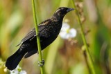 Red-winged blackbird on a reed