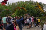 Macaws flying over the crowd