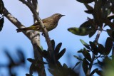 Palm warbler