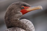 Closeup with a cormorant