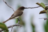Eastern phoebe sitting on a branch