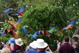 Bunch of flying macaw