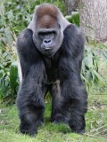 Miffed gorilla