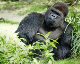 Pensive gorilla