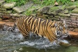 Tiger pacing in the water