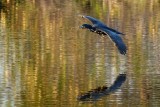 Cormorant flying in colorful reflections