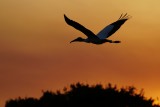 Wood stork flying past the sunset glow