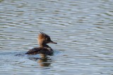 Hooded merganser, female