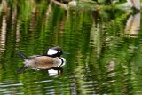 Hooded merganser, male