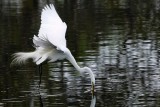 Great egret getting a flying drink
