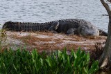 Big alligator getting some sun