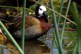 White-faced whistling duck