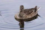 Mottled duck floating