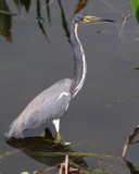Tricolor heron standing tall