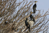 AALSCHOLVERS  cormorants