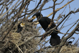 AALSCHOLVERS  cormorants